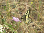 SX27248 Swallowtail (Papilio machaon) butterfly on Clover flower.jpg